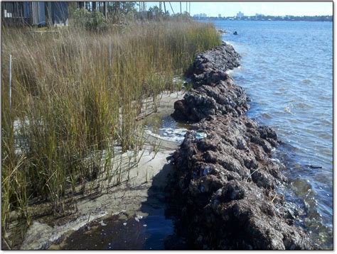 Living Shorelines: Resilient Methods of Erosion Control - IECA News Center