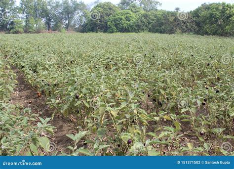 Brinjal Farming in Large Scale Stock Photo - Image of green, brinjal ...