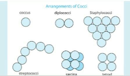 When spherical bacteria are arranged in irregular clusters this is ...