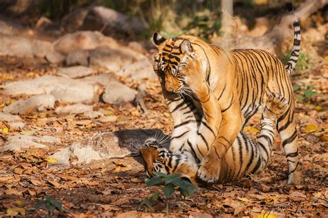 Bengal Tiger Cubs Images