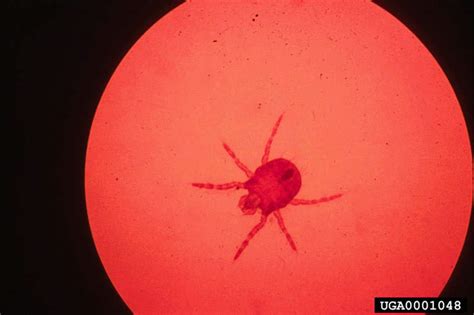 Identify and Control Chiggers