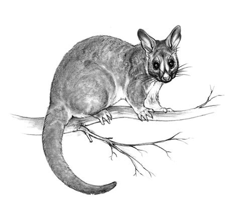 Brushtail possum sketch by oxpecker on DeviantArt