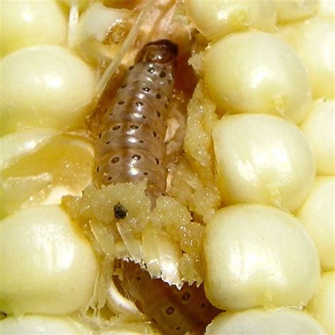 Corn Borer Control | Planet Natural