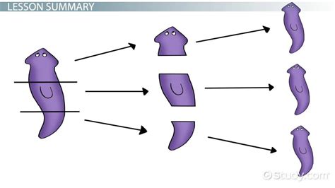 Planaria Anatomy, Regeneration & Reproduction - Lesson | Study.com