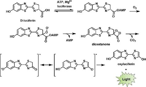 Bioluminescence mechanism of D-luciferin. Reproduced from ref. 9 with ...