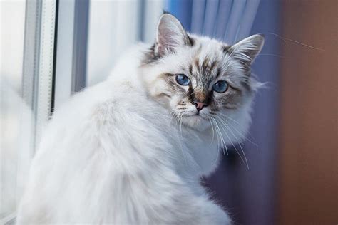 Birman » Cat Breed Profile: Personality, Care, Pictures