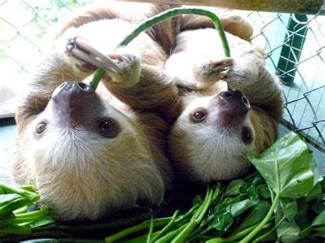 Pet Sloth: Legality, Feeding, and Housing Introduction - PetHelpful