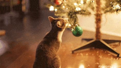 Cat GIF - Find & Share on GIPHY