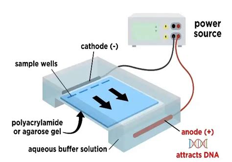 Agarose Gel Electrophoresis Principle