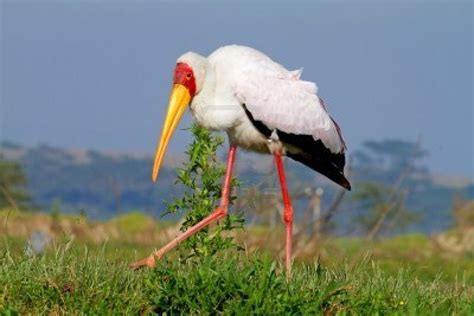 yellow billed stork