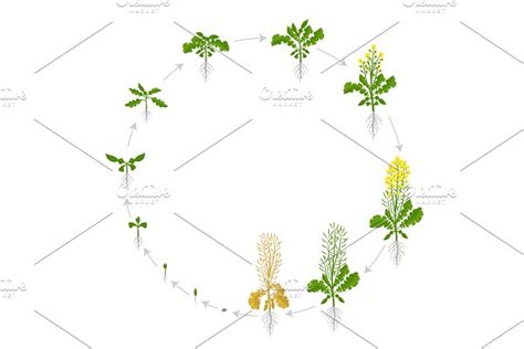 Rapeseed oilseed rape plant. Growth | Pre-Designed Vector Graphics ...