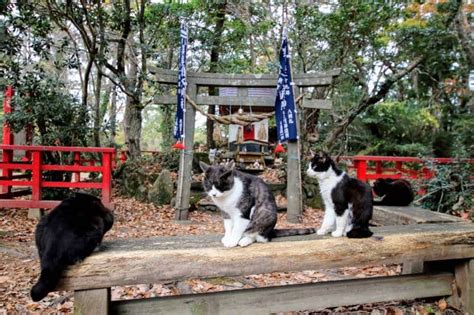 Tashirojima: A Guide to Visiting Japan's Most Famous Cat Island | Japan ...