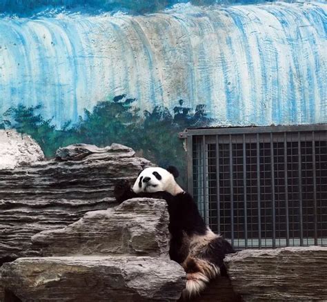 Giant Pandas in Beijing Zoo