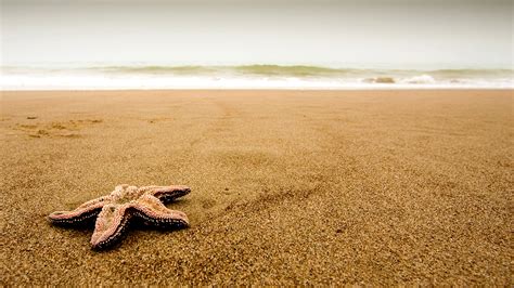 Starfish on the beach wallpaper | animals | Wallpaper Better