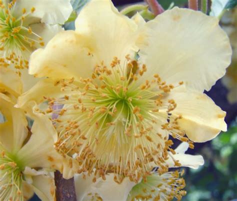 Kiwi Pollination - Pollinating Kiwifruit