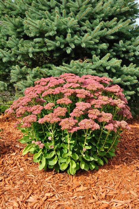 Sedum & Stonecrop: Growing & Care Guide | Garden Design