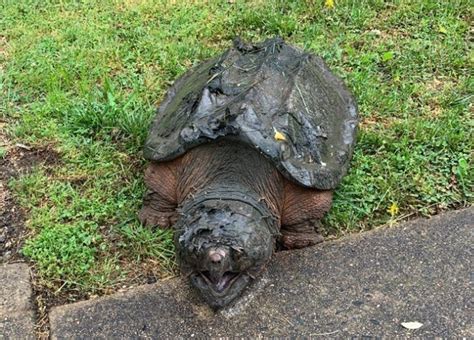 Alligator Snapping Turtle: Profile and Information