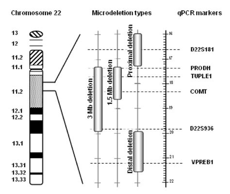 Representation of Chromosome 22 with enlargement of the 22q11.2 region ...