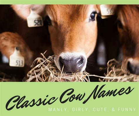 75 Classic Cow Names (From Annabelle to Sampson) - PetHelpful