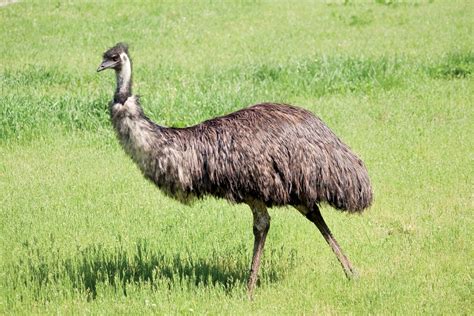 Emu | Description, Habitat, Diet, Height, Speed, & Facts | Britannica