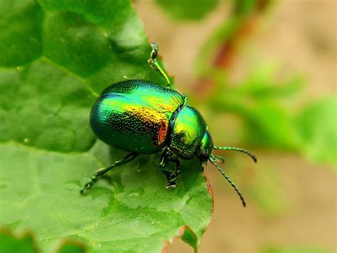 10 Biggest Beetle Families in North America