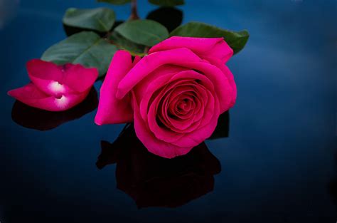 Pink Roses HD Wallpapers - Top Free Pink Roses HD Backgrounds ...