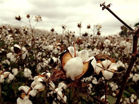 Cotton Field Wallpapers - Top Free Cotton Field Backgrounds ...