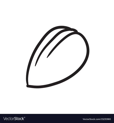 Almond sketch icon Royalty Free Vector Image - VectorStock