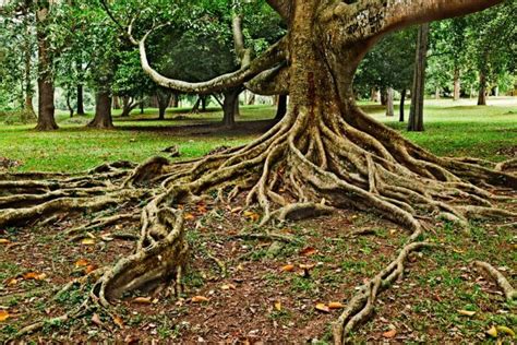 Do Tree Roots Ever Stop Growing? - Take a Yard