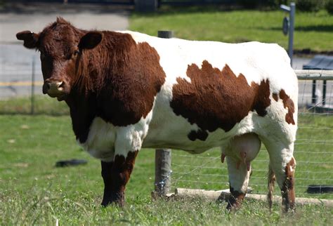 American Brown Swiss - Cow Breeds : 51 pics