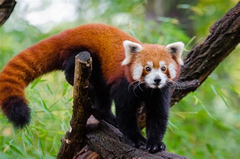 Red Panda Facts for Kids | Red Pandas | Cute Red Panda Photos