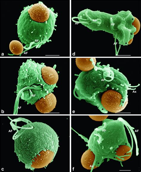 Phagocytosis Microscope