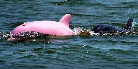 This 'Pink' Dolphin Is Really Just Blushing So Hard - The Dodo