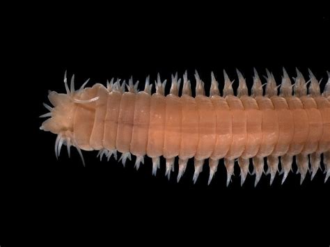 Earthworms, Christmas Tree Worms, Leeches, and Other Annelids | HubPages