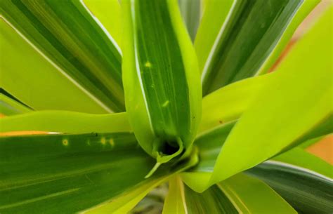 How to Propagate Dracaena: Step-By-Step Guide (With Pictures)