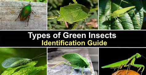 Types of Green Insects With Pictures and Names - Identification Guide