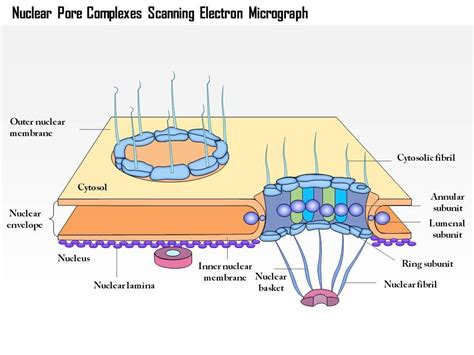 0614 Nuclear Pore Complexes Scanning Electron Micrograph Medical Images ...