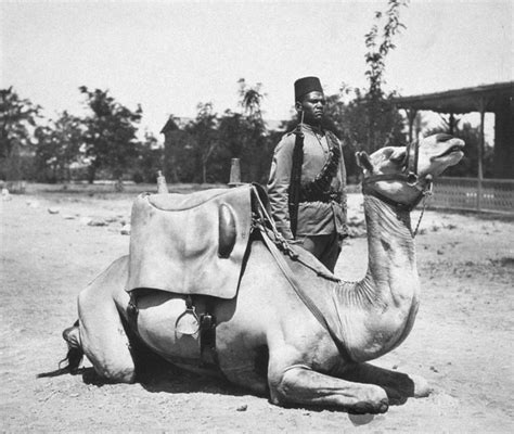 30 Surreal Historical Photos Of Military Animals In Action