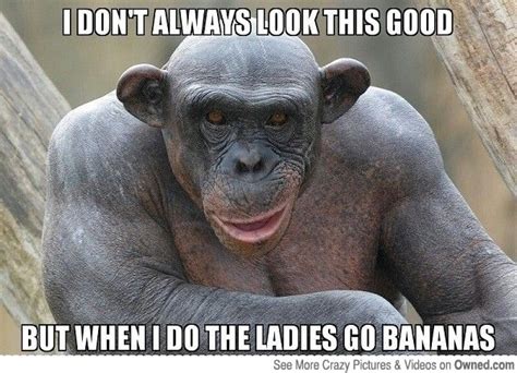 25 Funny Monkey Memes You'll Totally Fall In Love With - SayingImages.com