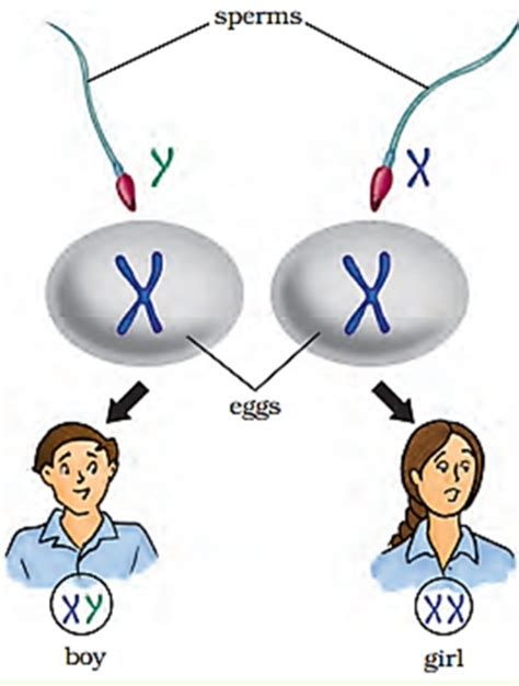 What are chromosomes XX and XY? What is their work in reproduction?