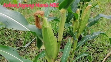 Kebun Jagung Manis MBL / Sweet Corn Farm MBL - YouTube