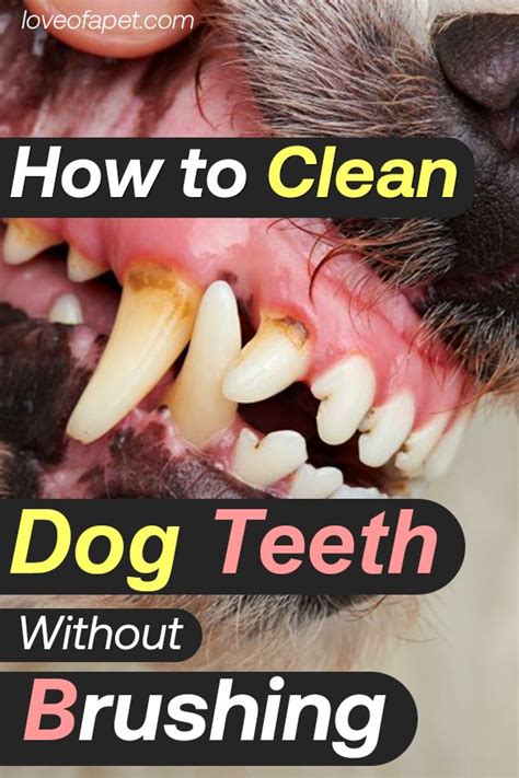 How to Clean Dog Teeth Without Brushing: 5 Easy Ways - Love Of A Pet ...