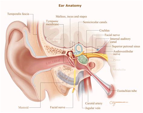 Eustachian tube dysfunction...forever?: My never-ending ear problem