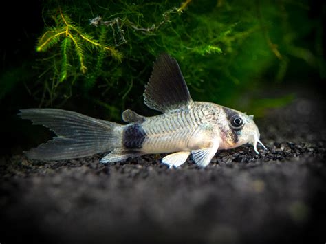 Longfin Panda Cory Catfish (Corydoras panda), Tank-Bred - Aquatic Arts ...