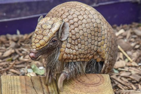 Southern Three-banded Armadillo | The Maryland Zoo