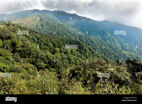 Red Panda habitat at Singalila National Park in India - Nepal region ...