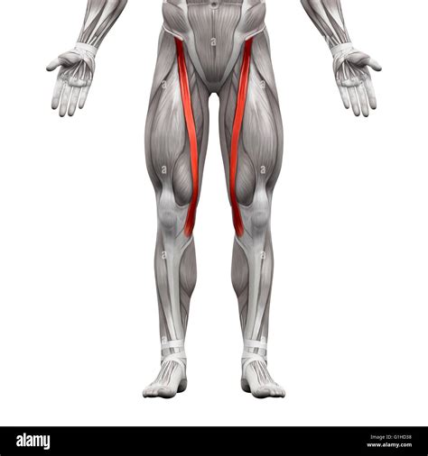 Sartorius Muscle - Anatomy Muscles isolated on white - 3D illustration ...