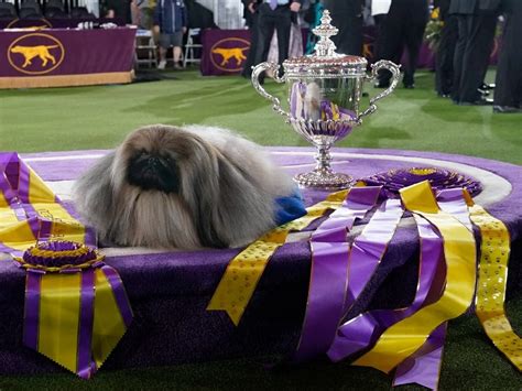 PHOTOS: Westminster Dog Show Crowns Winner Pekingese | Tarrytown, NY Patch