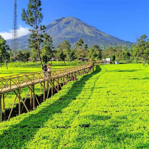 Kebun Teh Sikatok Wonosobo - Gaekon