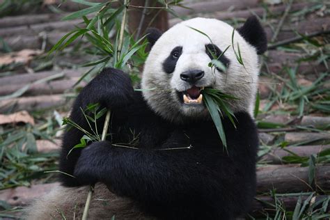 File:Giant Panda Eating.jpg